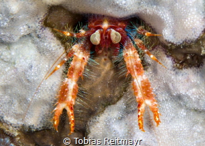 Bug-eyed squat lobster, Montani, Puerto Galera by Tobias Reitmayr 